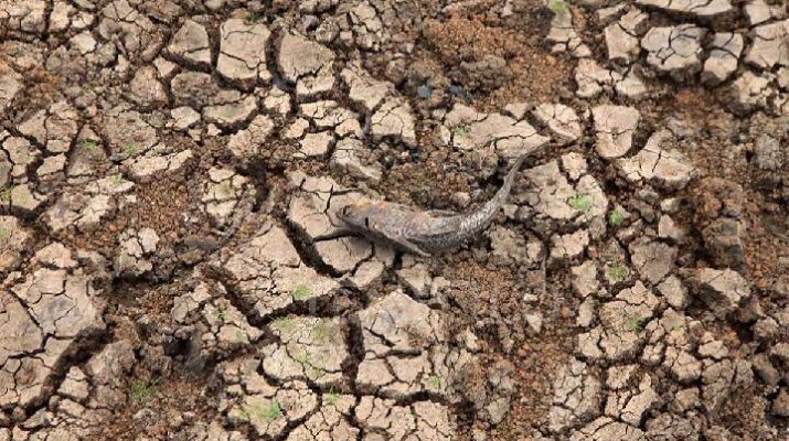 Danau Cinere Mengering, Ribuan Ikan Mati akibat Menyusutnya Volume Air