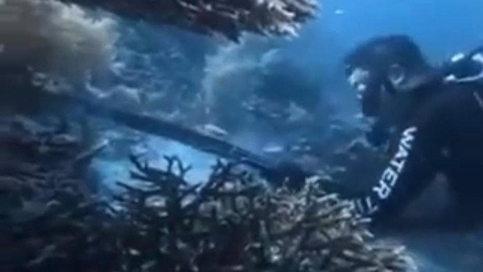 WNA China Diamankan di Makassar Usai Diduga Buru Penyu Dilindungi di Raja Ampat